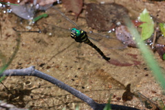Anotogaster sieboldii