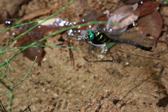 Anotogaster sieboldii