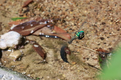 Anotogaster sieboldii