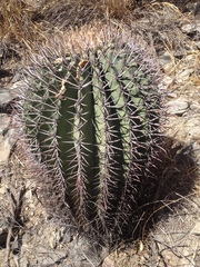 Ferocactus emoryi emoryi