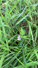 Geranium robertianum