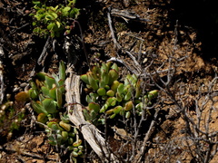 Cotyledon papillaris