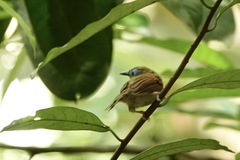 Cyanoderma erythropterum