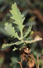 Dimorphotheca chrysanthemifolia