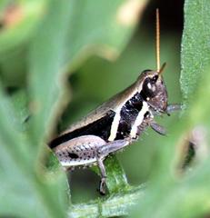 Catantopinae