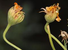 Dimorphotheca chrysanthemifolia