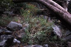 Dimorphotheca chrysanthemifolia