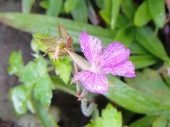 Geranium nepalense thunbergii