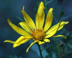 Dimorphotheca chrysanthemifolia