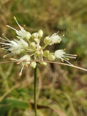 Allium ericetorum
