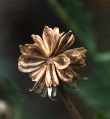 Dimorphotheca chrysanthemifolia