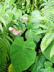 Begonia chitoensis