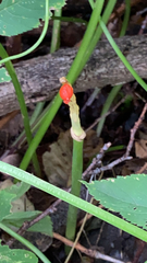 Arum maculatum