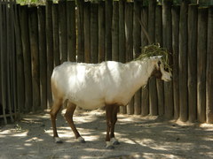 Oryx
