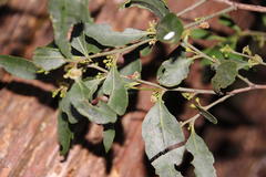 Maytenus acuminata acuminata