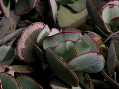 Crassula arborescens arborescens
