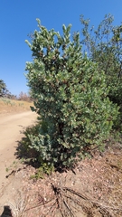 Arctostaphylos hooveri