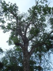 Erythrina sacleuxii