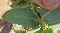 Arctostaphylos hooveri