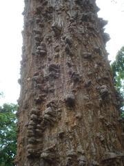 Erythrina sacleuxii