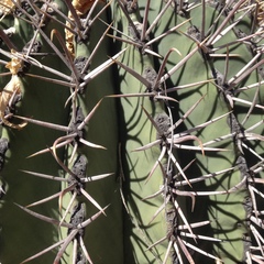 Ferocactus emoryi emoryi