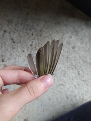 Phylloscopus sibilatrix