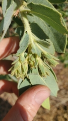 Arctostaphylos hooveri