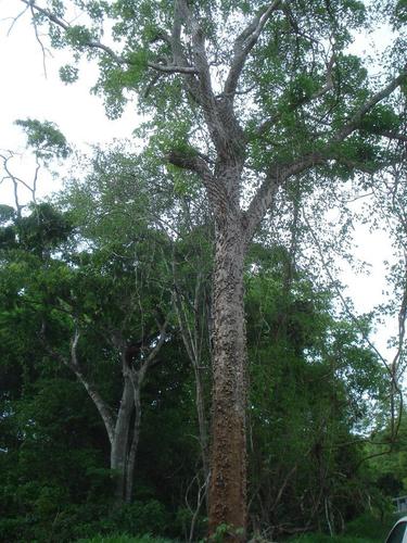 Erythrina sacleuxii