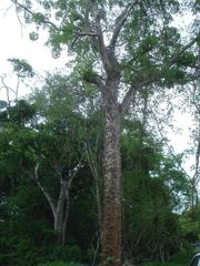 Erythrina sacleuxii