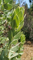 Arctostaphylos hooveri
