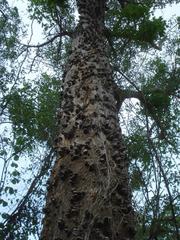 Erythrina sacleuxii