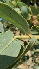 Arctostaphylos hooveri