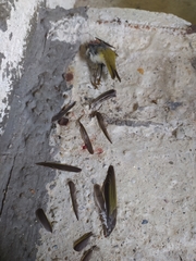 Phylloscopus sibilatrix