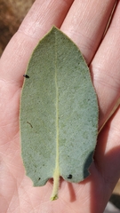 Arctostaphylos hooveri