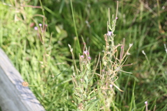 Epilobium obscurum