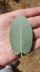 Arctostaphylos hooveri