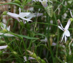 Lobelia hypsibata