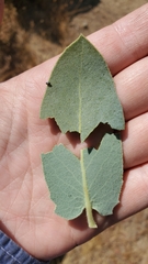 Arctostaphylos hooveri
