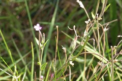 Epilobium obscurum
