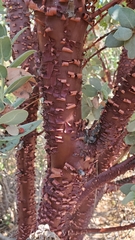 Arctostaphylos hooveri