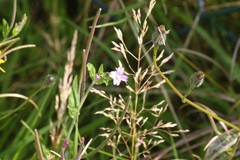 Epilobium obscurum
