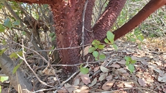 Arctostaphylos hooveri