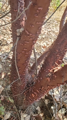 Arctostaphylos hooveri