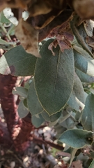 Arctostaphylos hooveri