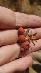 Arctostaphylos hooveri