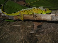 Anolis transversalis