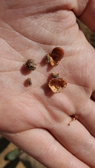 Arctostaphylos hooveri