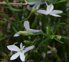 Lobelia hypsibata