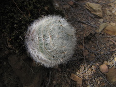 Crassula barbata barbata