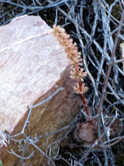 Crassula barbata barbata